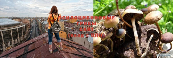 ПСИЛОЦИБИНОВЫЕ ГРИБЫ Алексеевка