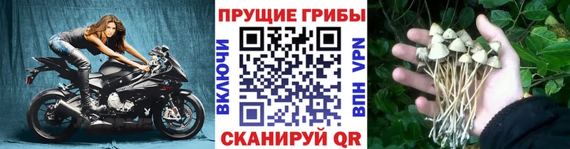 Псилоцибиновые грибы мицелий  закладка  Дмитров 